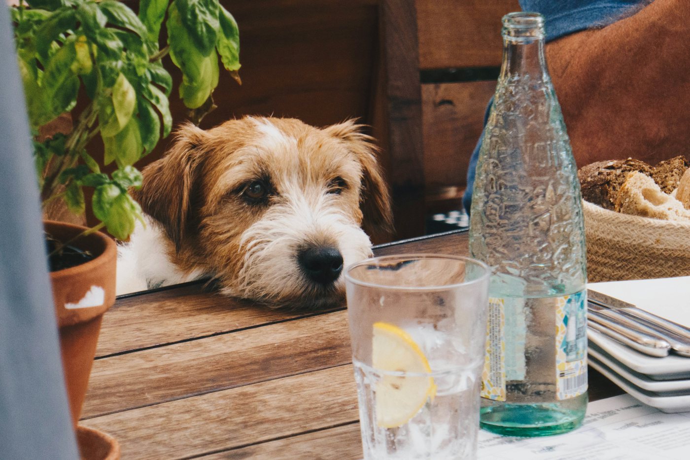 Pet friendly kafići u Novom Sadu: gde je vaš pas dobrodošao